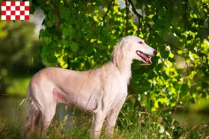 Lees meer over het artikel Saluki fokkers en pups in Noord-Brabant