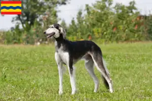 Lees meer over het artikel Saluki fokkers en pups in Overijssel