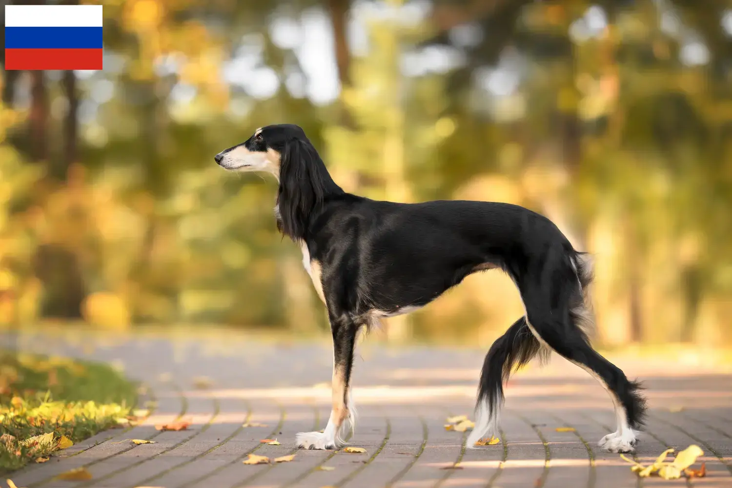 Saluki pups en fokkers Rusland Hier vind je Saluki fokkers in Rusland.
