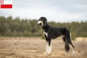 Lees meer over het artikel Saluki fokkers en pups in Utrecht
