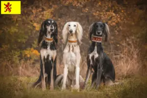 Lees meer over het artikel Saluki fokkers en pups in Zuid-Holland