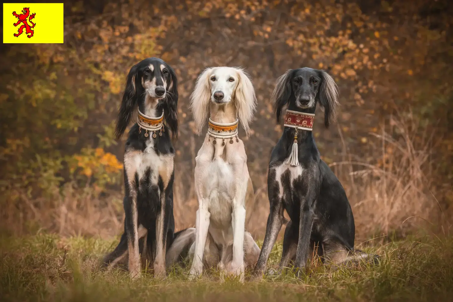 Saluki pups en fokker Zuid-Holland Hier vind je Saluki fokkers in Zuid-Holland.
