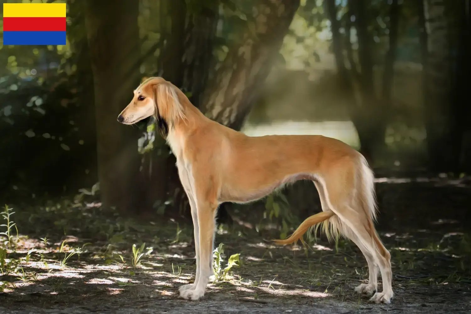 Saluki pups en fokkers Noord-Holland Hier vind je Saluki fokkers in Noord-Holland.