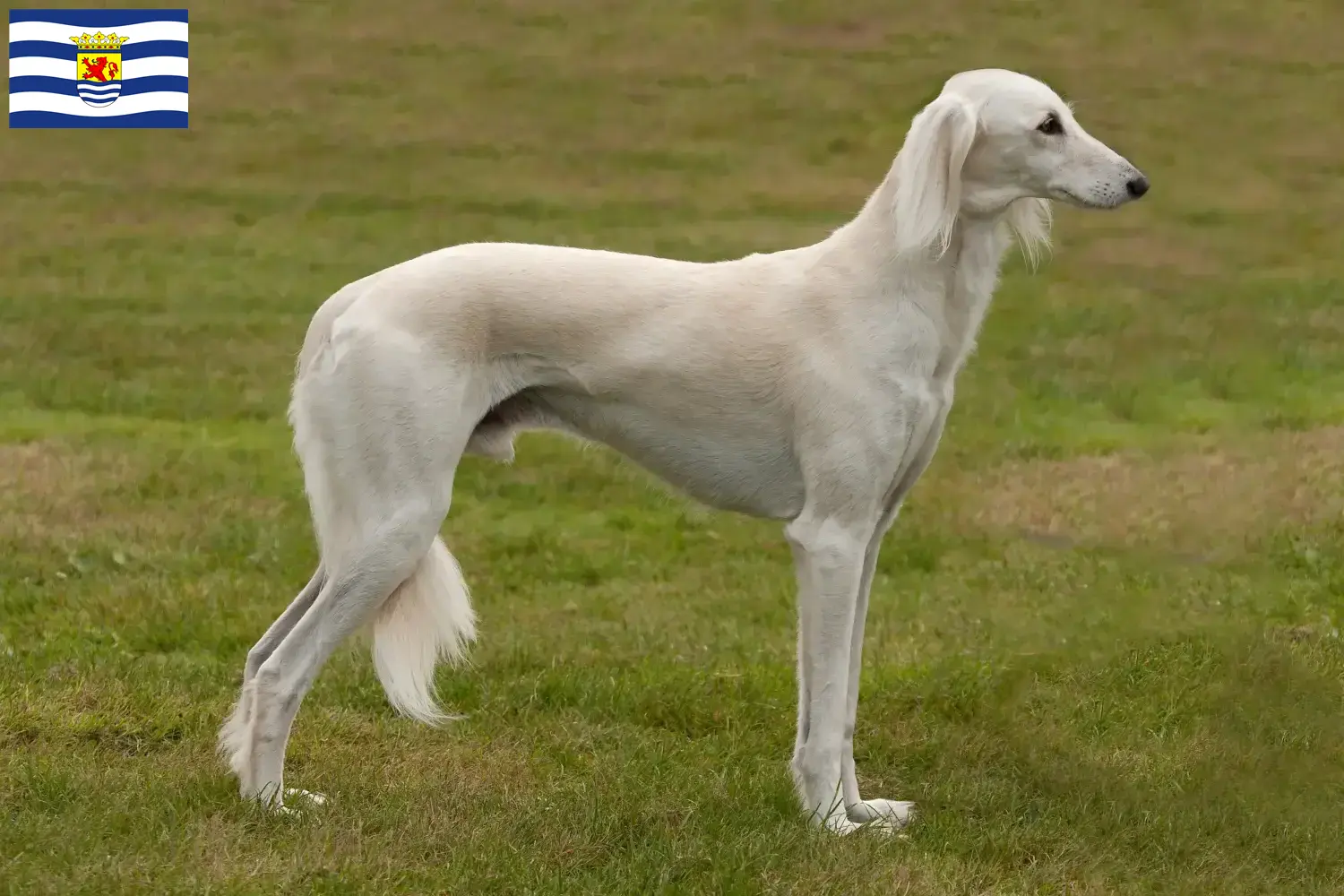 Saluki pups en fokker Zeeland Hier vind je Saluki fokkers in Zeeland.
