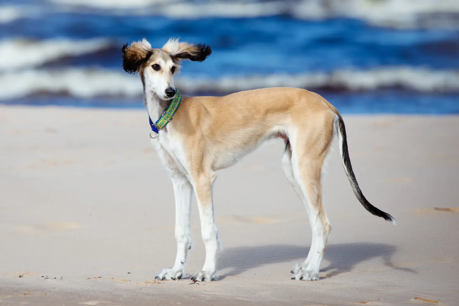 Een Saluki puppy kopen betekent verantwoordelijkheid nemen! Saluki puppy's kopen.