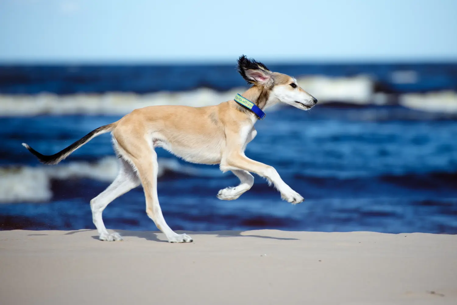 Een Saluki puppy kopen betekent verantwoordelijkheid nemen! Saluki puppy's kopen.