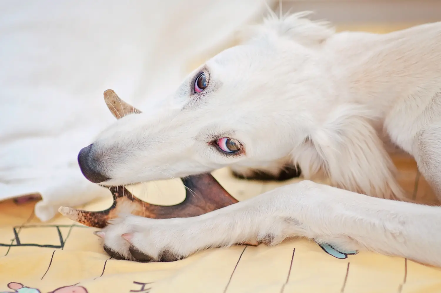 Een Saluki puppy kopen betekent verantwoordelijkheid nemen! Saluki puppy's kopen.
