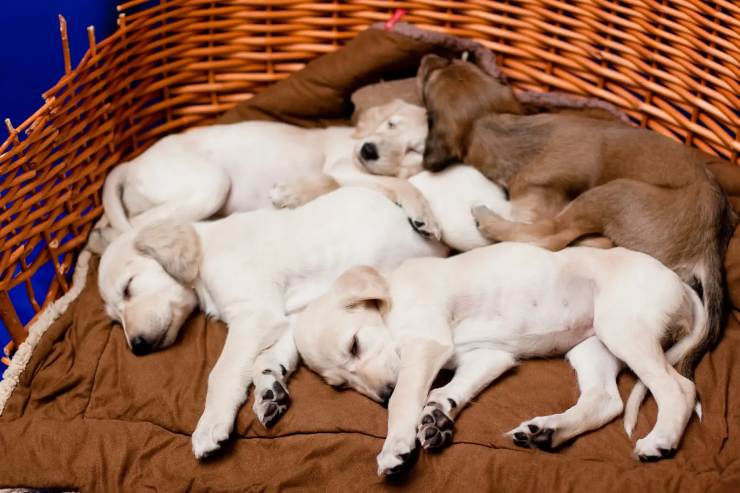 Een Saluki puppy kopen betekent verantwoordelijkheid nemen! Saluki puppy's kopen.