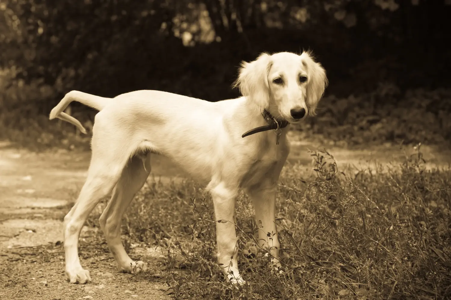 Een Saluki puppy kopen betekent verantwoordelijkheid nemen! Saluki puppy's kopen.