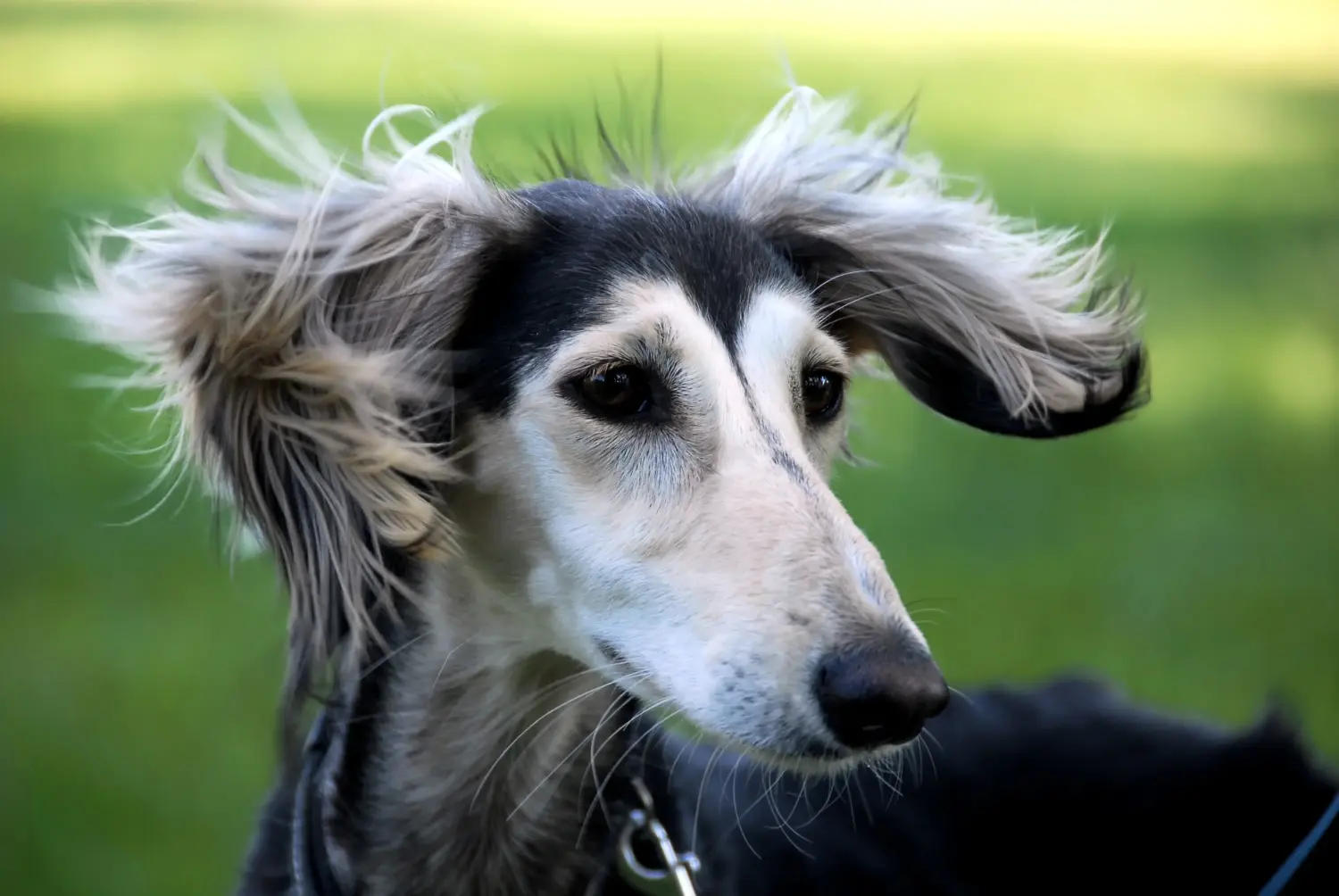 Een Saluki puppy kopen betekent verantwoordelijkheid nemen! Saluki puppy's kopen.