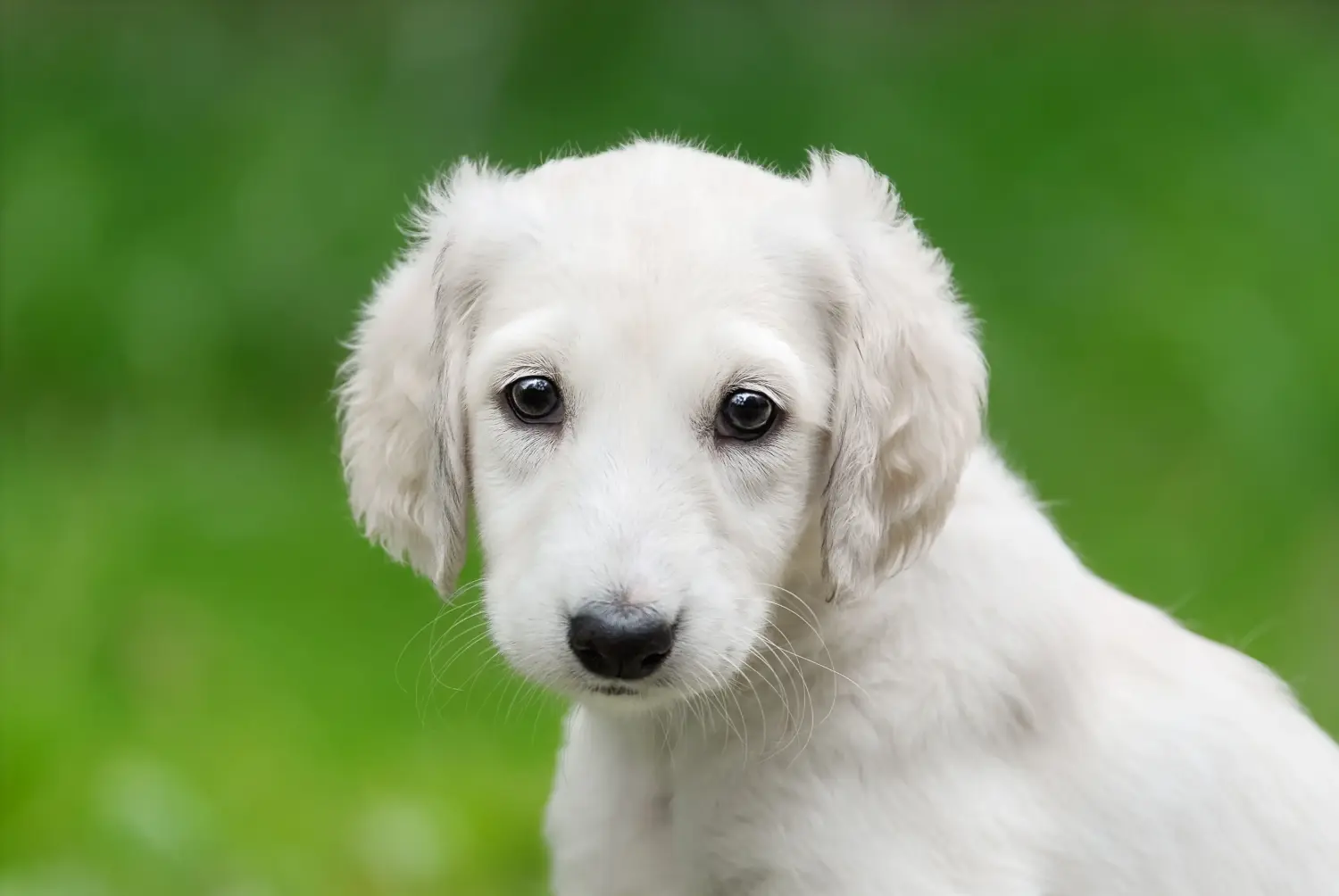 Een Saluki puppy kopen betekent verantwoordelijkheid nemen! Saluki puppy's kopen.