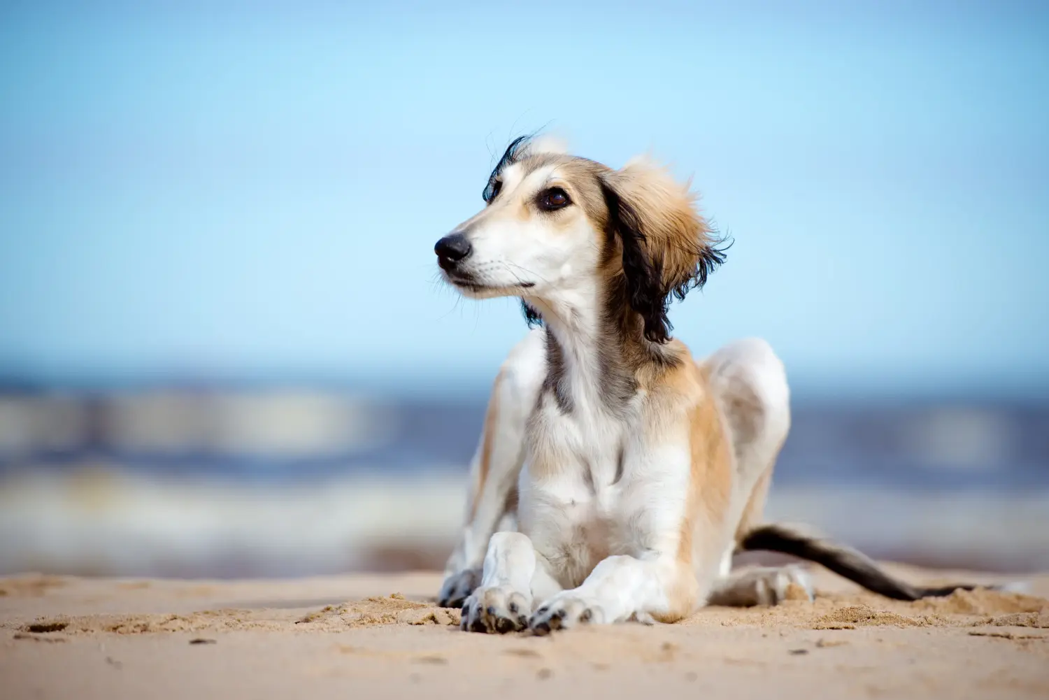 Een Saluki puppy kopen betekent verantwoordelijkheid nemen! Saluki puppy's kopen.
