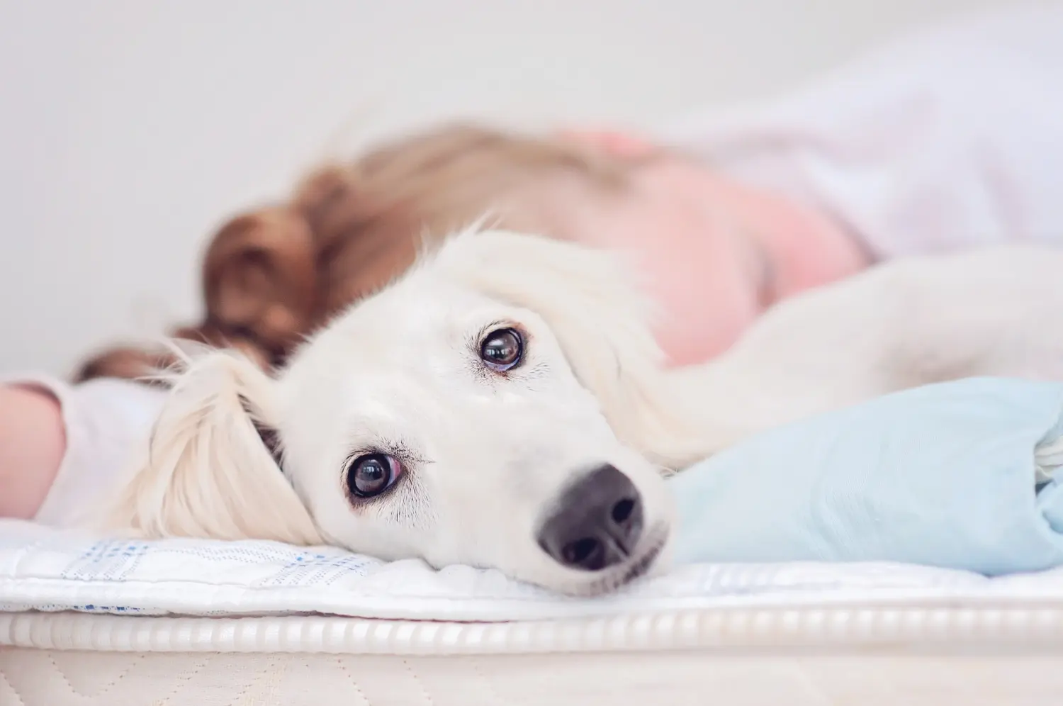 Een Saluki puppy kopen betekent verantwoordelijkheid nemen! Saluki puppy's kopen.