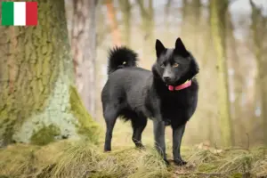 Lees meer over het artikel Schipperke fokkers en pups in Italië