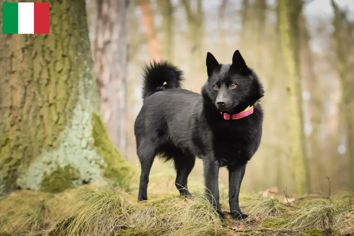 Schipperke pups en fokkers Italië Hier vind je Schipperkes fokkers in Italië.