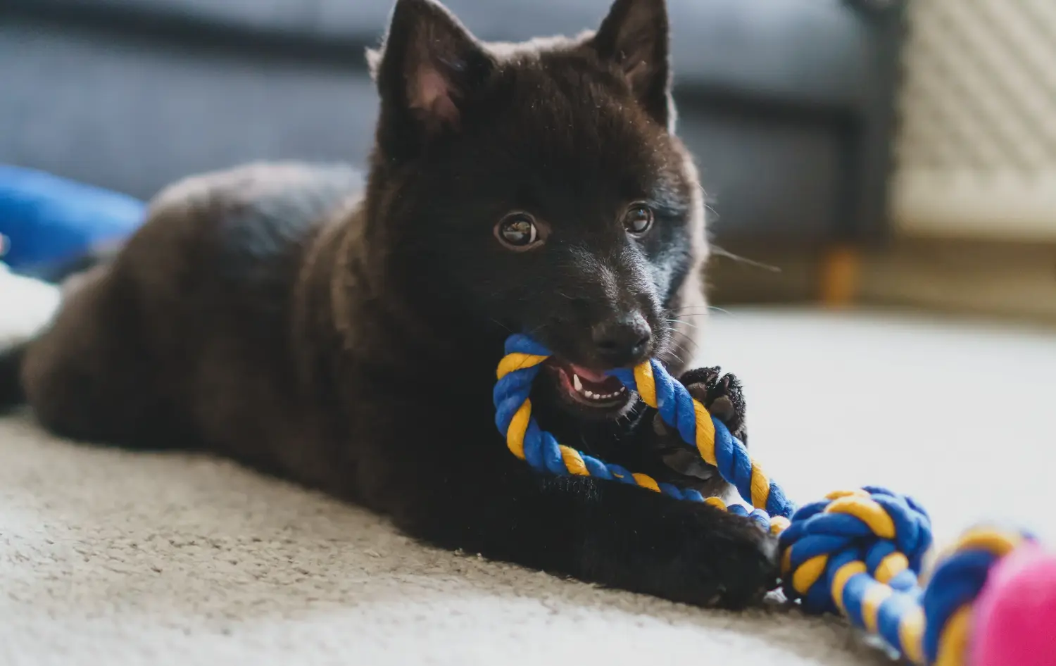 Een Schipperke puppy kopen betekent verantwoordelijkheid nemen! Schipperke puppy kopen.