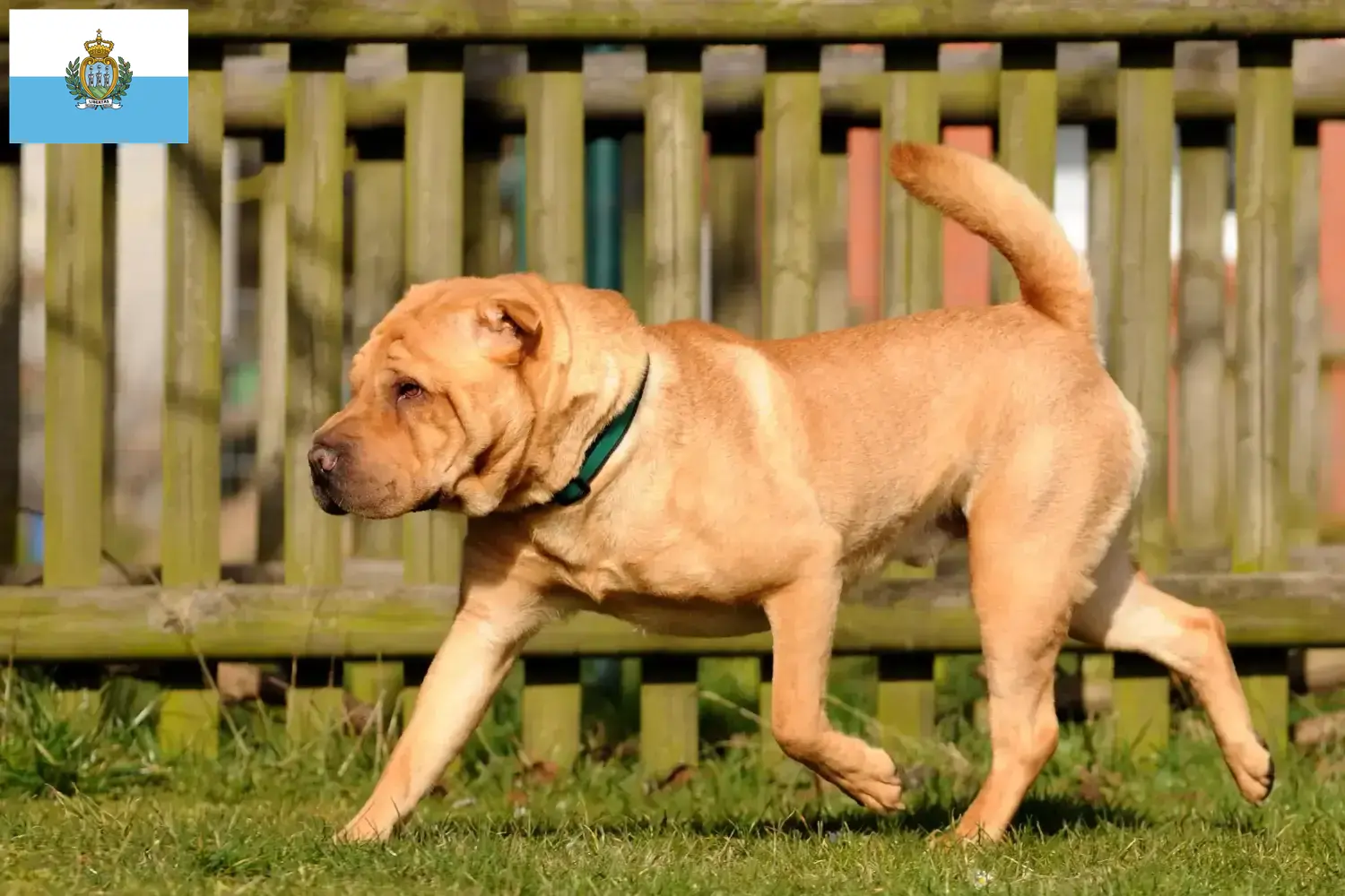 Lees meer over het artikel Shar-Pei fokkers en pups in San Marino