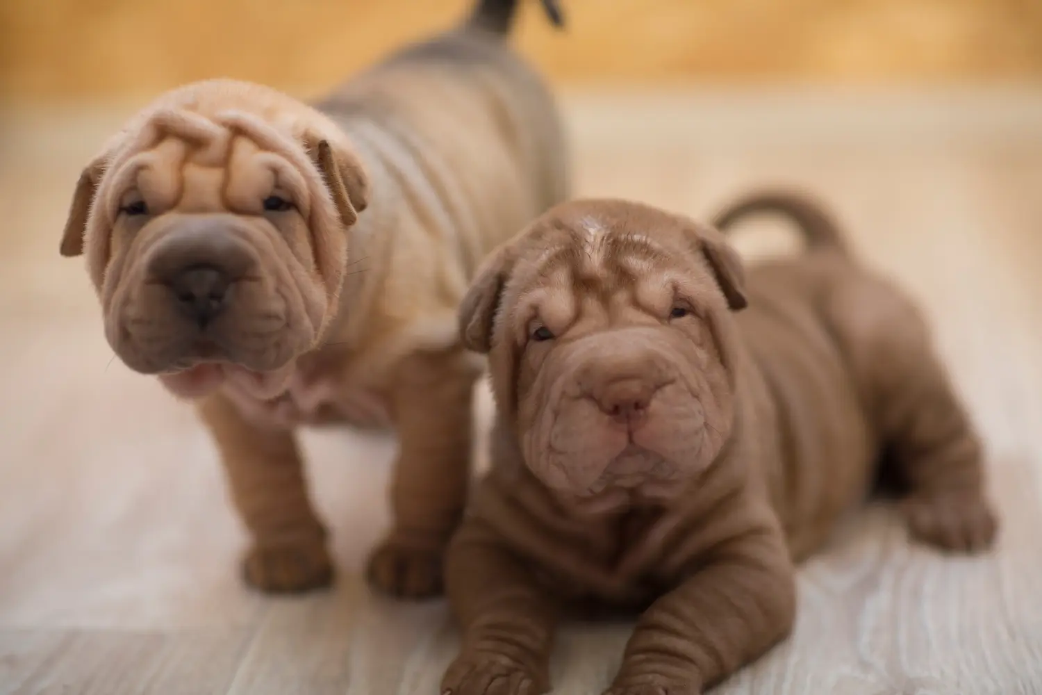 Een Shar-Pei puppy kopen betekent verantwoordelijkheid nemen! Shar-Pei puppy kopen.