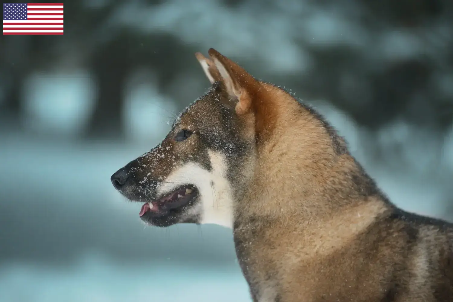 Lees meer over het artikel Shikoku fokkers en puppy’s in de VS
