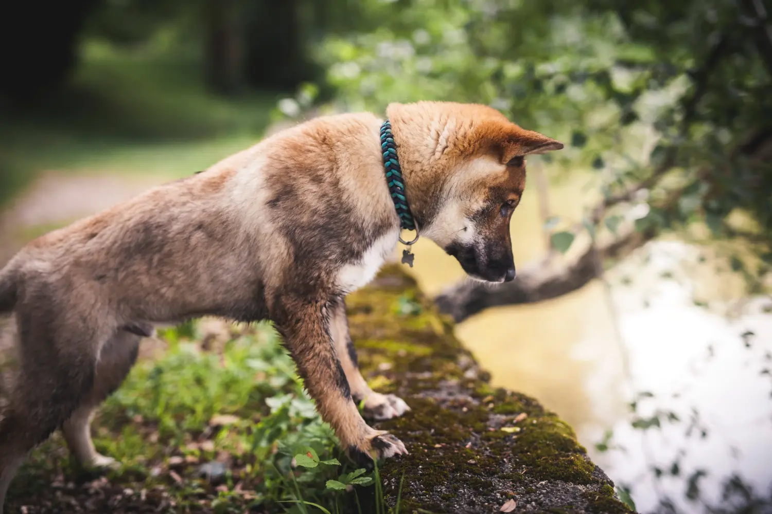 Een Shikoku puppy kopen betekent verantwoordelijkheid nemen! Shikoku puppy kopen.