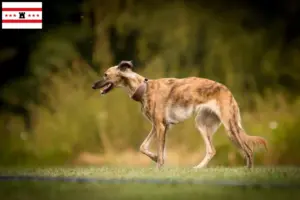 Lees meer over het artikel Silken Windsprite fokkers en pups in Drenthe