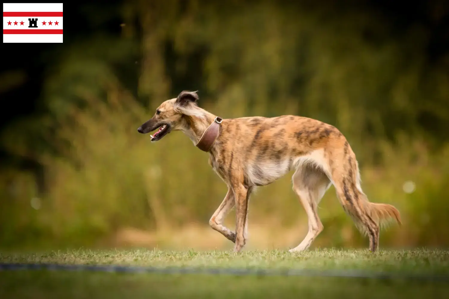 Silken Windsprite pups en fokkers Drenthe Hier vind je Silken Windsprites fokkers in Drenthe.
