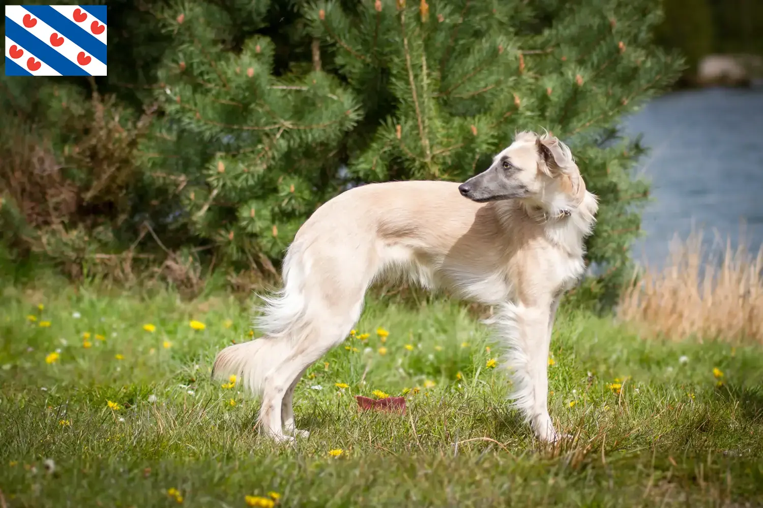 Silken Windsprite pups en fokkers Friesland Hier vind je Silken Windsprites fokkers in Friesland.
