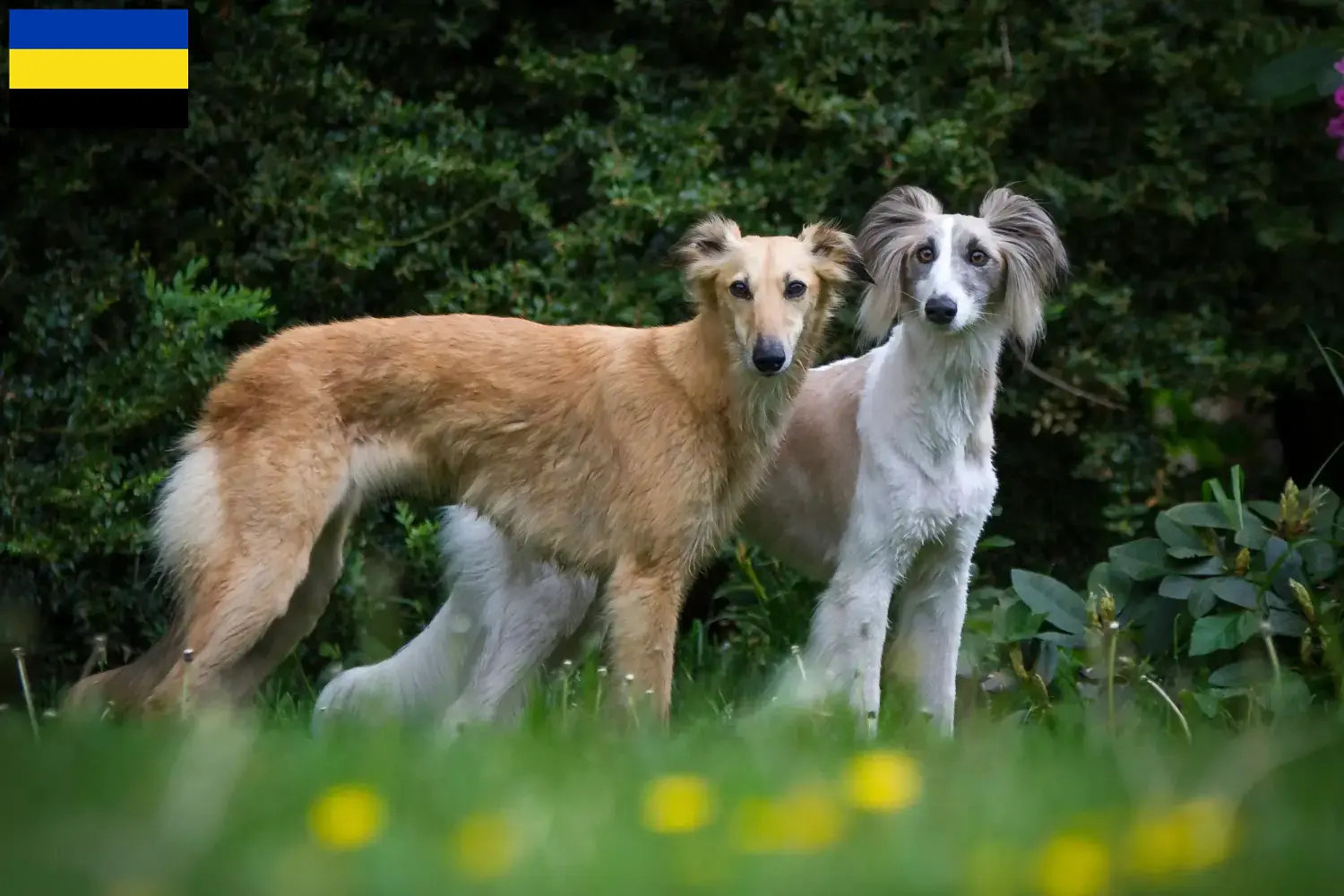 Silken Windsprite pups en fokkers Gelderland Hier vind je Silken Windsprites fokkers in Gelderland.