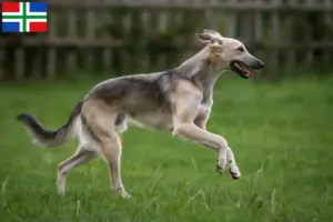 Lees meer over het artikel Silken Windsprite fokkers en pups in Groningen