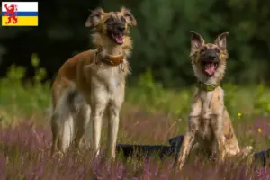 Lees meer over het artikel Silken Windsprite fokkers en pups in Limburg