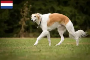 Lees meer over het artikel Silken Windsprite fokkers en pups in Nederland