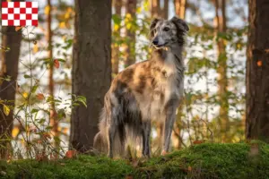 Lees meer over het artikel Silken Windsprite fokkers en pups in Noord-Brabant