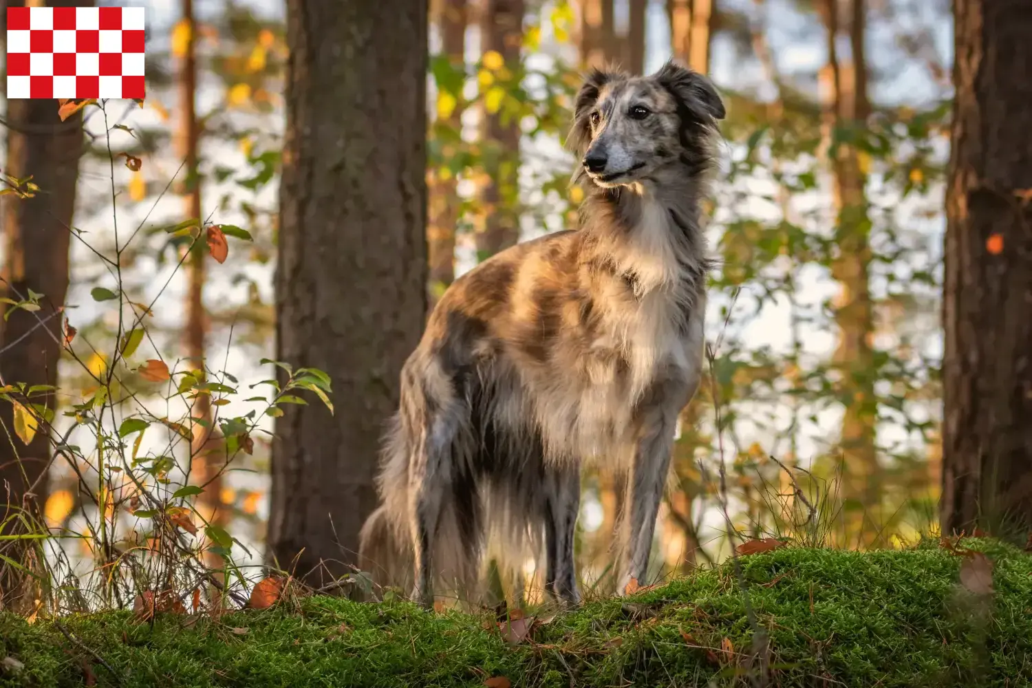 Silken Windsprite pups en fokkers Noord-Brabant Hier vind je Silken Windsprites fokkers in Noord-Brabant.