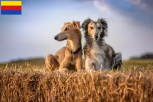 Lees meer over het artikel Silken Windsprite fokkers en pups in Noord-Holland