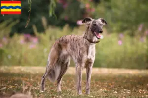 Lees meer over het artikel Silken Windsprite fokkers en pups in Overijssel