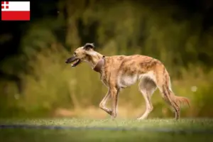 Lees meer over het artikel Silken Windsprite fokkers en pups in Utrecht