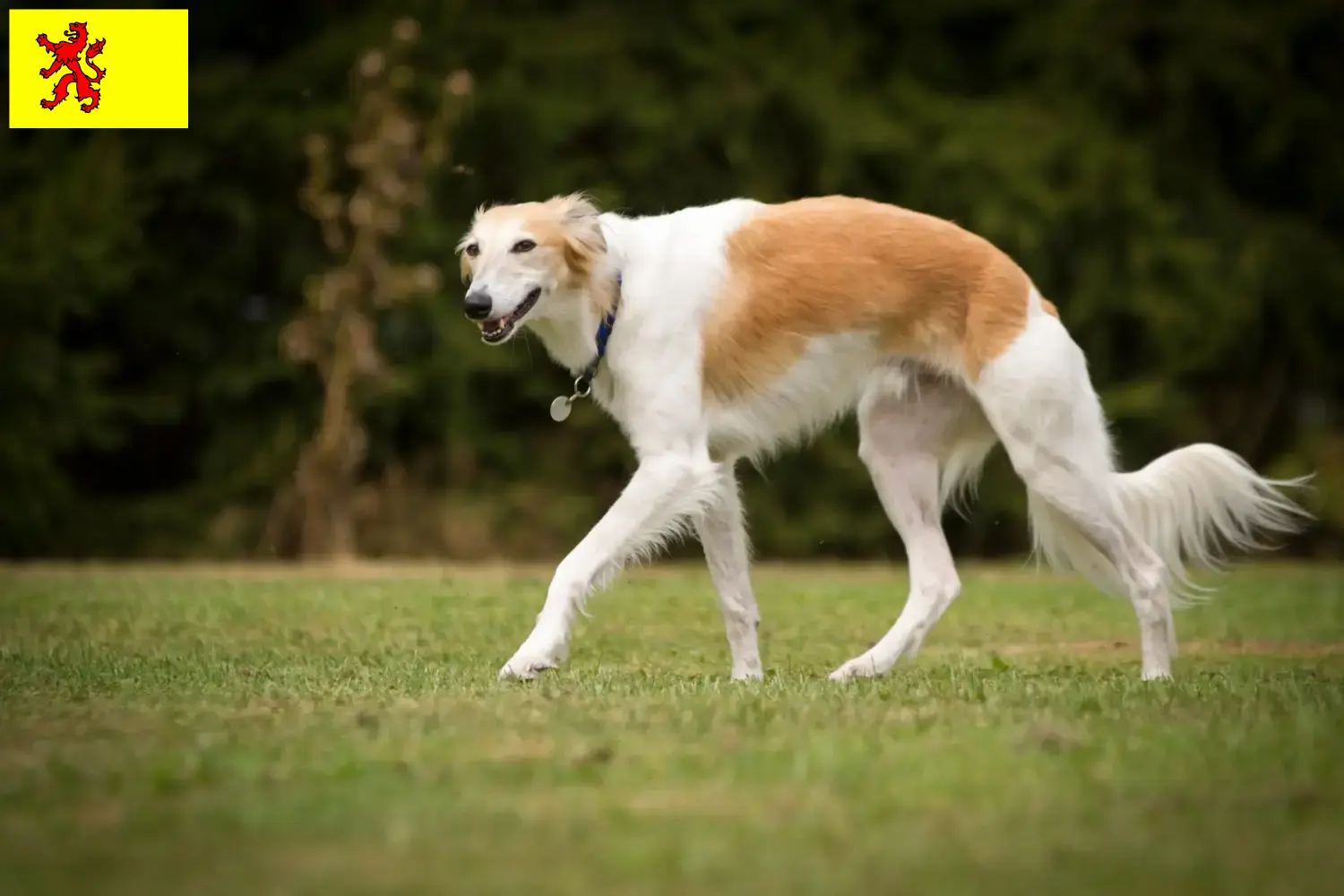 Lees meer over het artikel Silken Windsprite fokkers en pups in Zuid-Holland