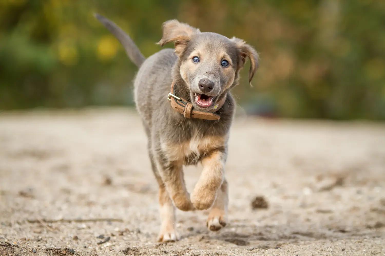 Een Silken Windsprite puppy kopen betekent verantwoordelijkheid nemen! Silken Windsprite puppy's kopen.