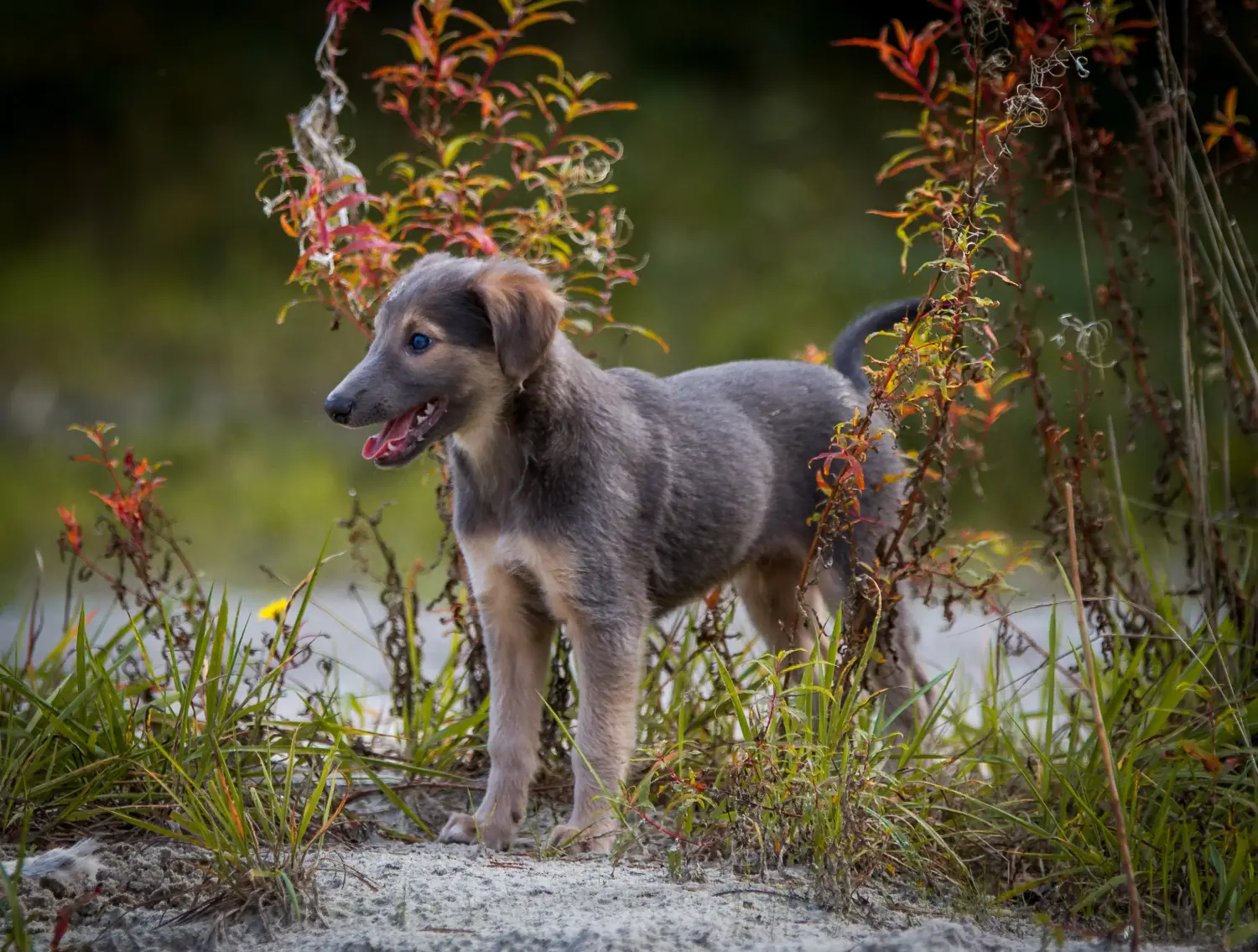 Een Silken Windsprite puppy kopen betekent verantwoordelijkheid nemen! Silken Windsprite puppy's kopen.
