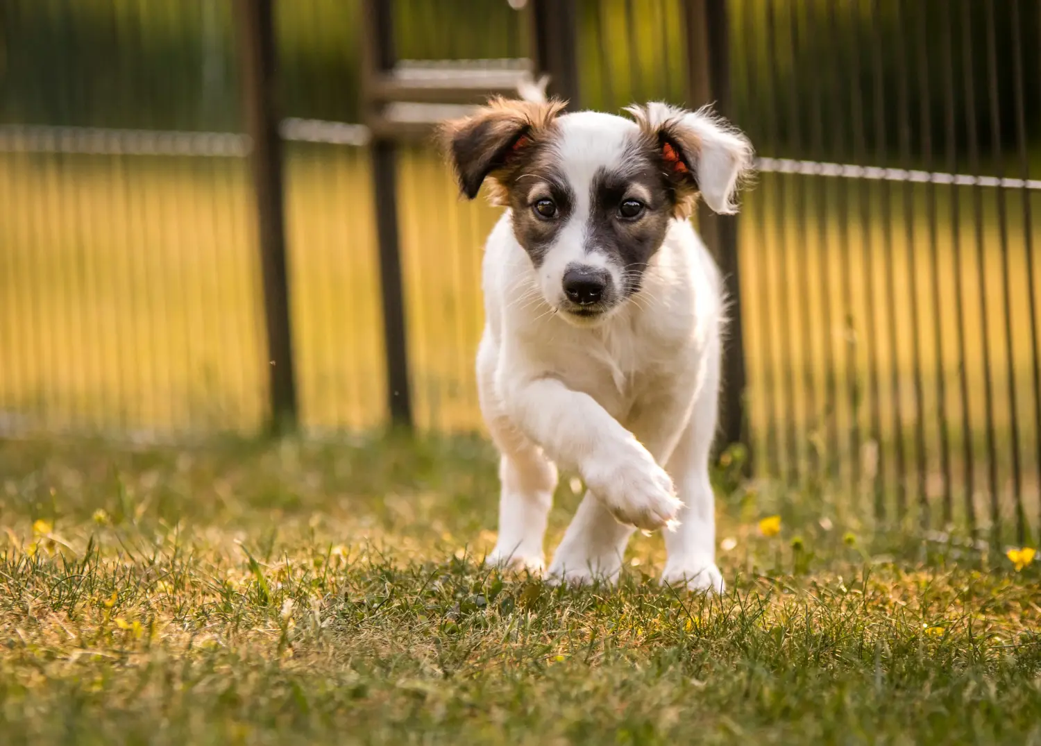 Een Silken Windsprite puppy kopen betekent verantwoordelijkheid nemen! Silken Windsprite puppy's kopen.