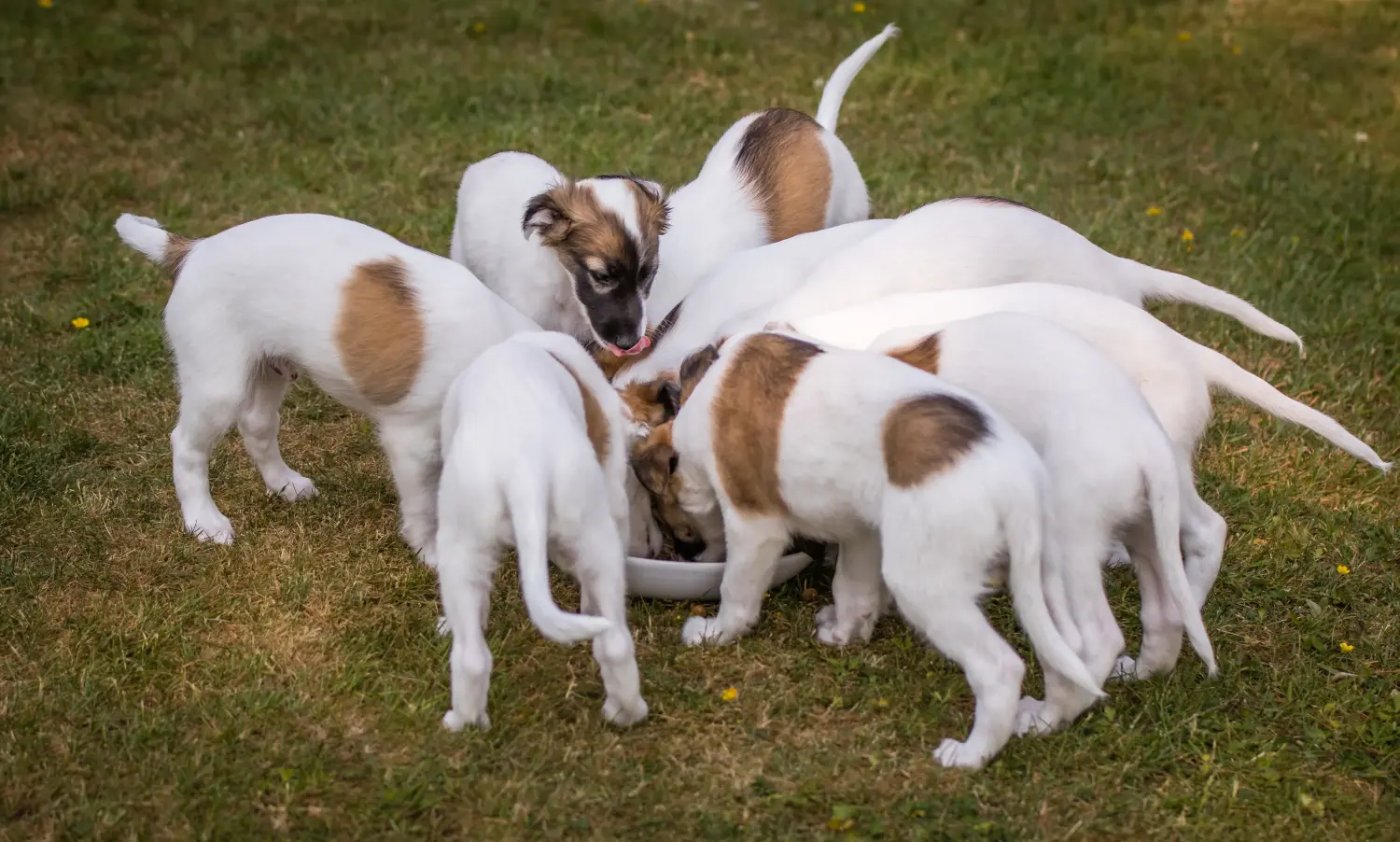 Een Silken Windsprite puppy kopen betekent verantwoordelijkheid nemen! Silken Windsprite puppy's kopen.