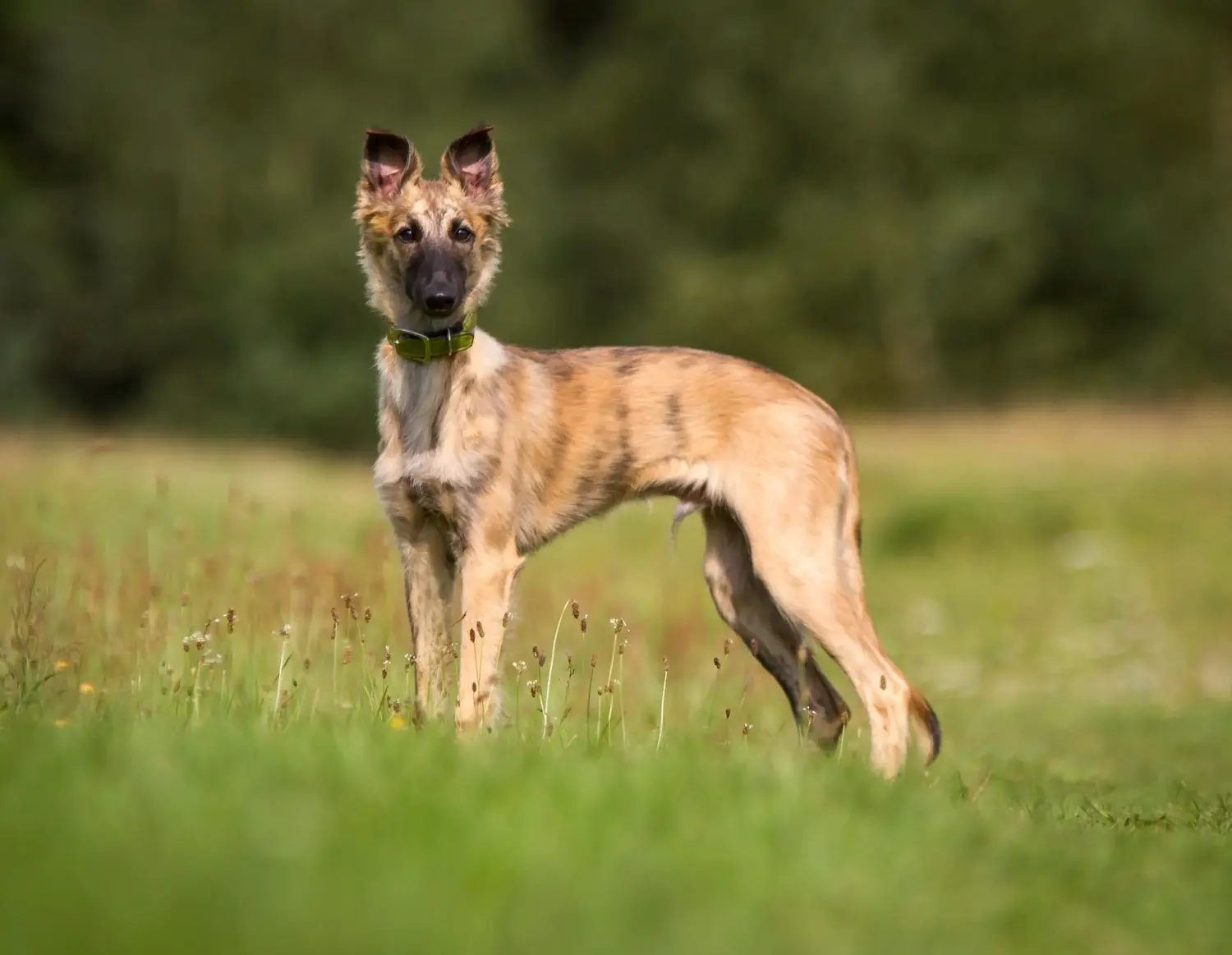 Een Silken Windsprite puppy kopen betekent verantwoordelijkheid nemen! Silken Windsprite puppy's kopen.