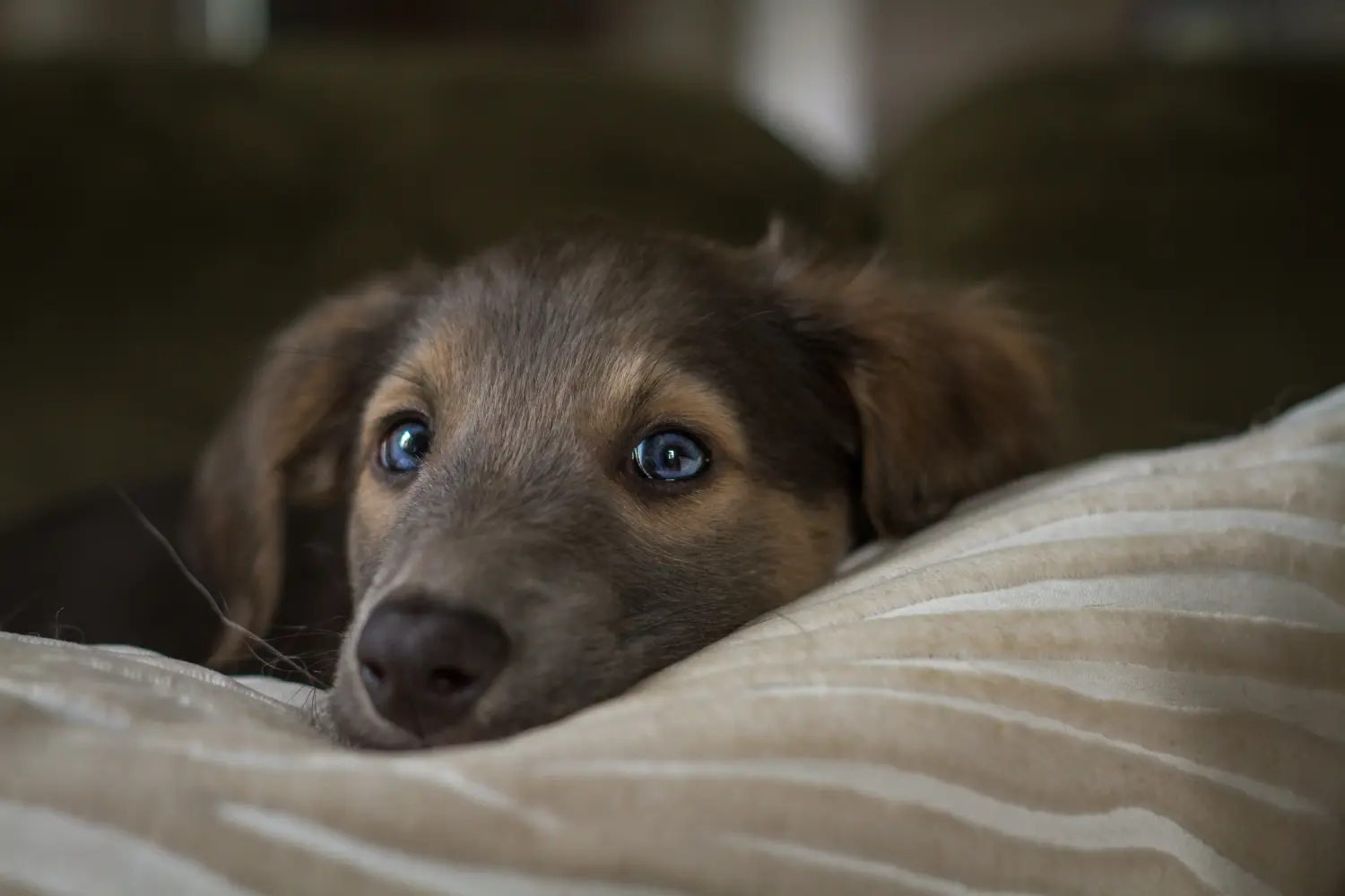Een Silken Windsprite puppy kopen betekent verantwoordelijkheid nemen! Silken Windsprite puppy's kopen.