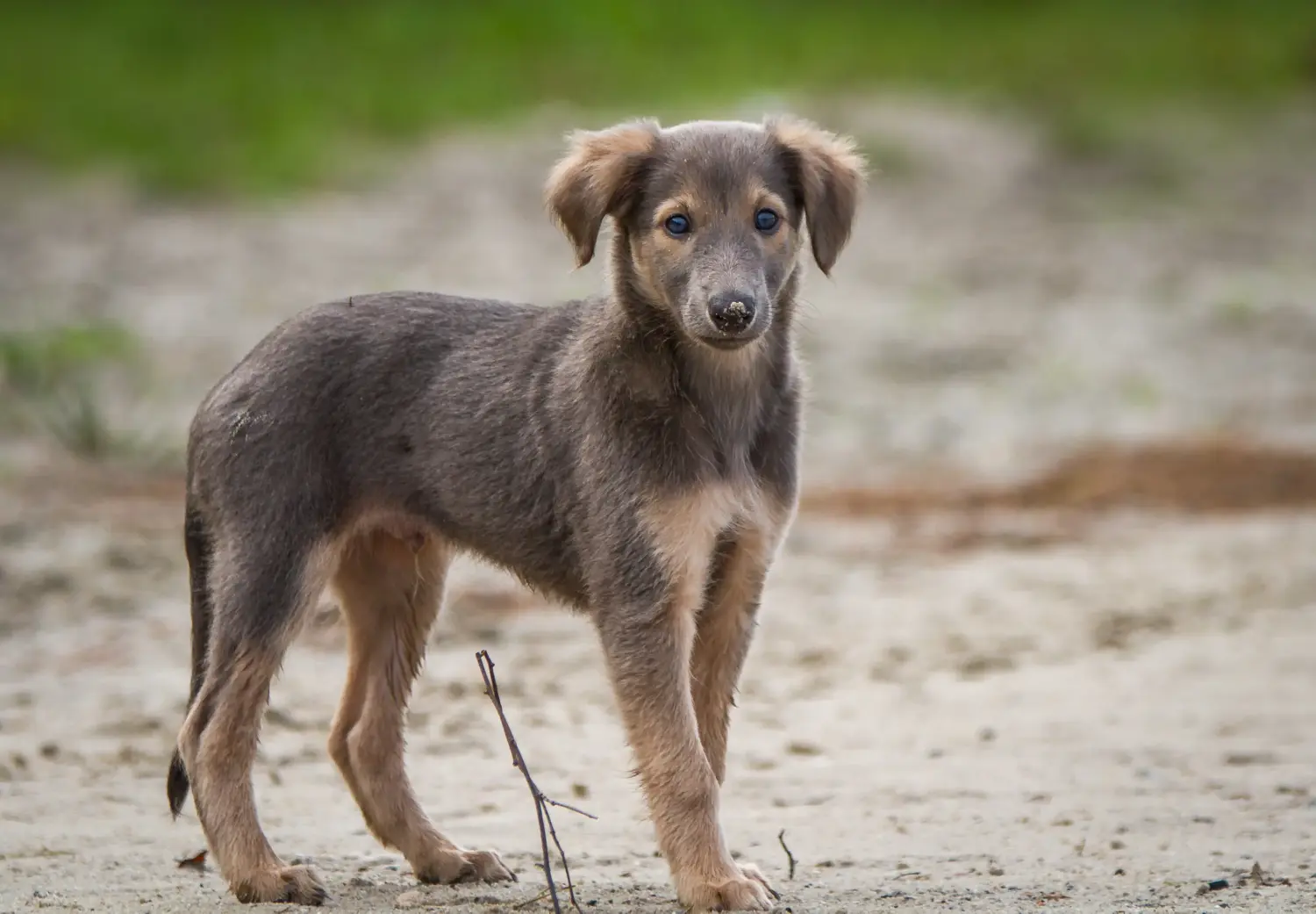 Een Silken Windsprite puppy kopen betekent verantwoordelijkheid nemen! Silken Windsprite puppy's kopen.