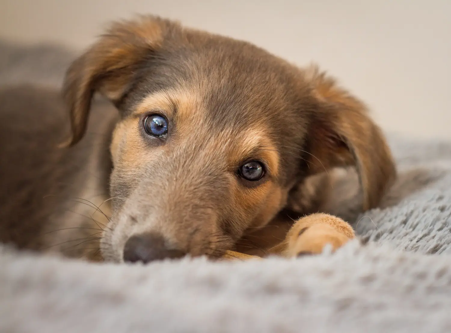 Een Silken Windsprite puppy kopen betekent verantwoordelijkheid nemen! Silken Windsprite puppy's kopen.