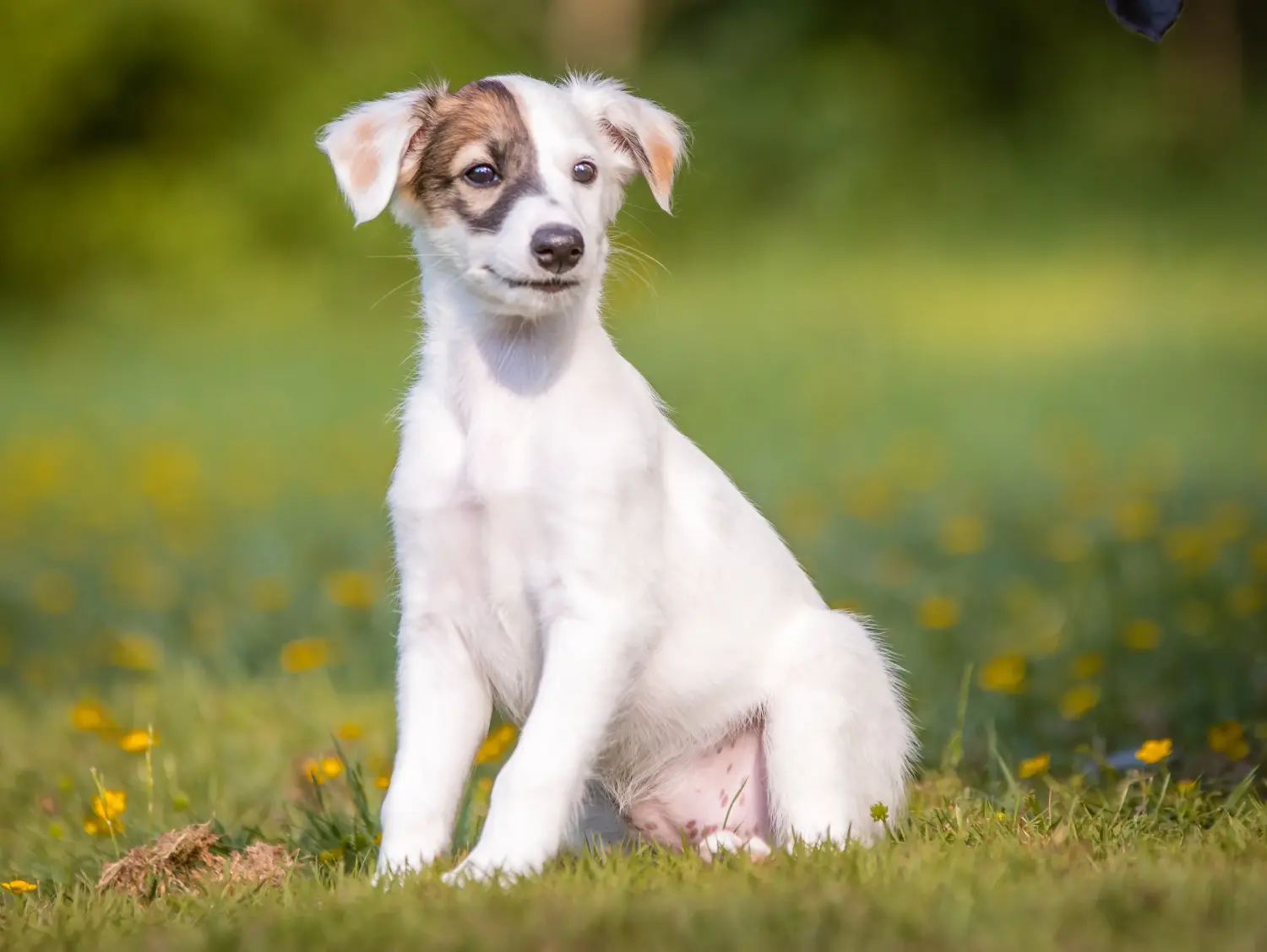Een Silken Windsprite puppy kopen betekent verantwoordelijkheid nemen! Silken Windsprite puppy's kopen.