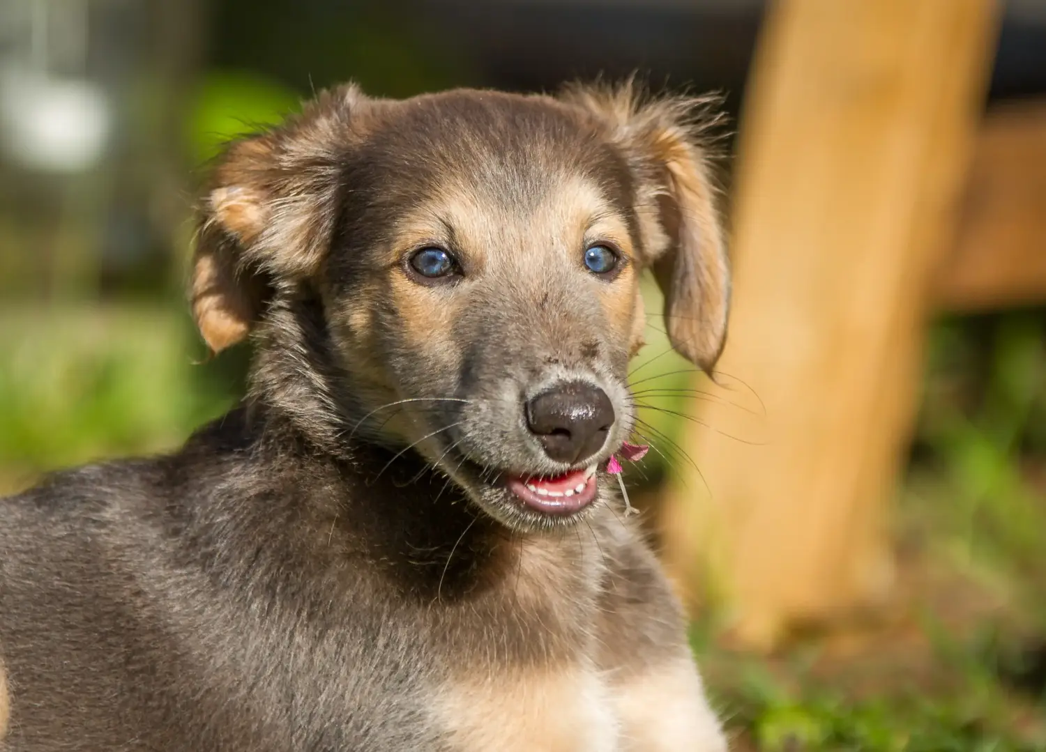 Een Silken Windsprite puppy kopen betekent verantwoordelijkheid nemen! Silken Windsprite puppy's kopen.