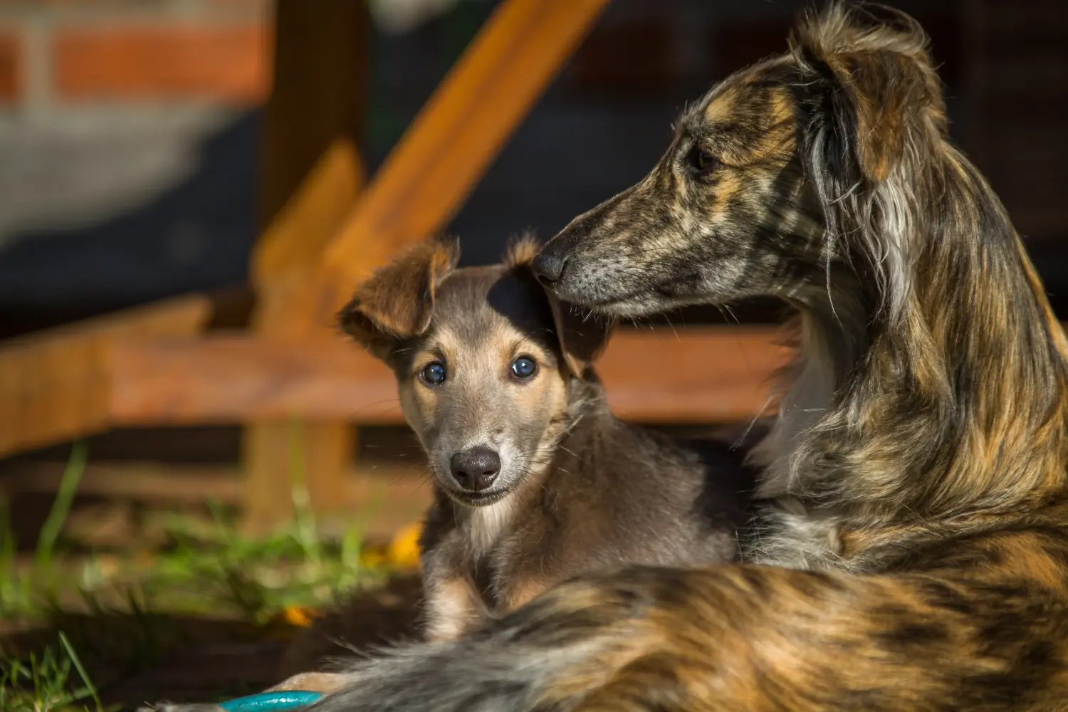 Een Silken Windsprite puppy kopen betekent verantwoordelijkheid nemen! Silken Windsprite puppy's kopen.