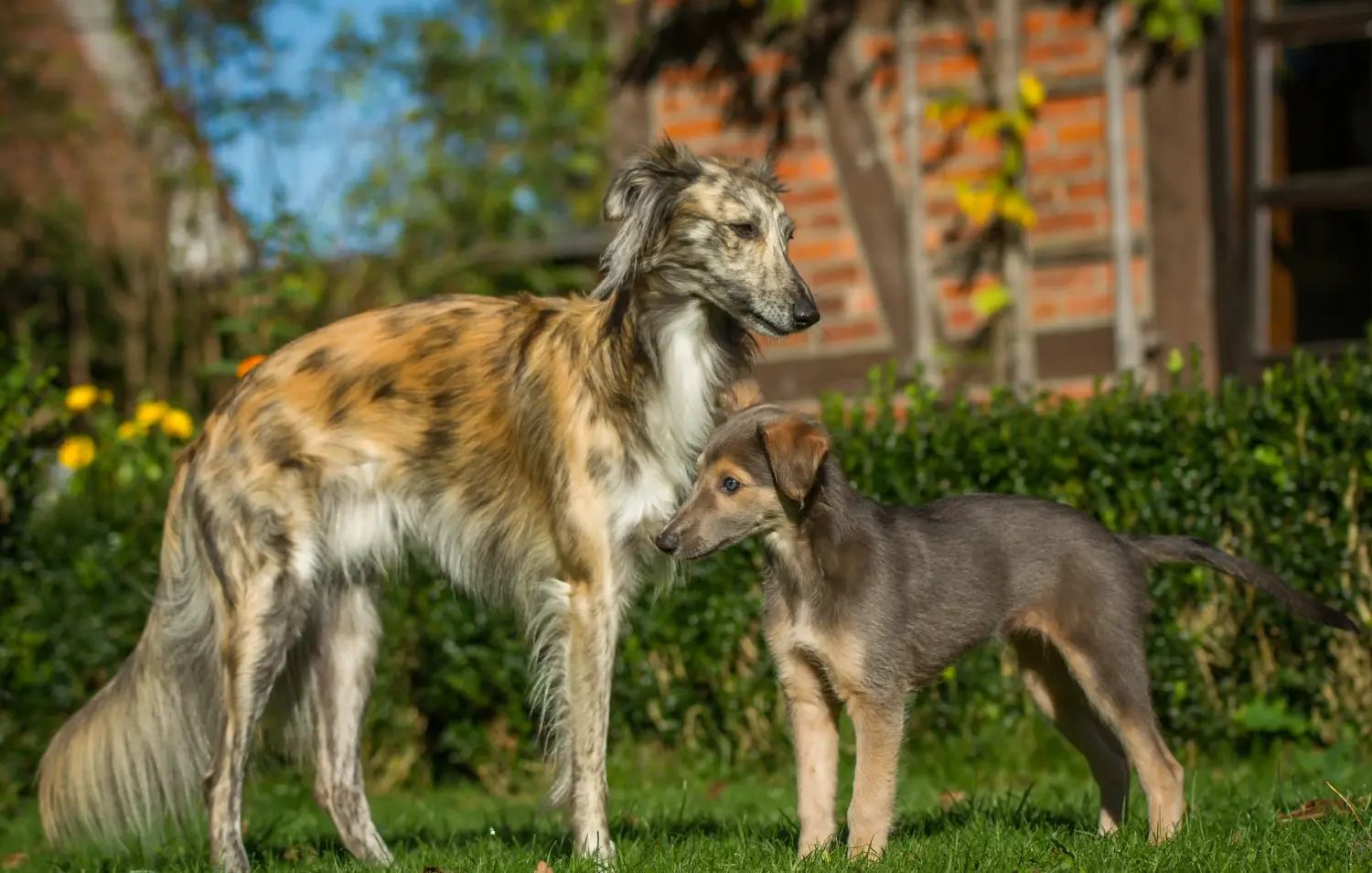 Een Silken Windsprite puppy kopen betekent verantwoordelijkheid nemen! Silken Windsprite puppy's kopen.