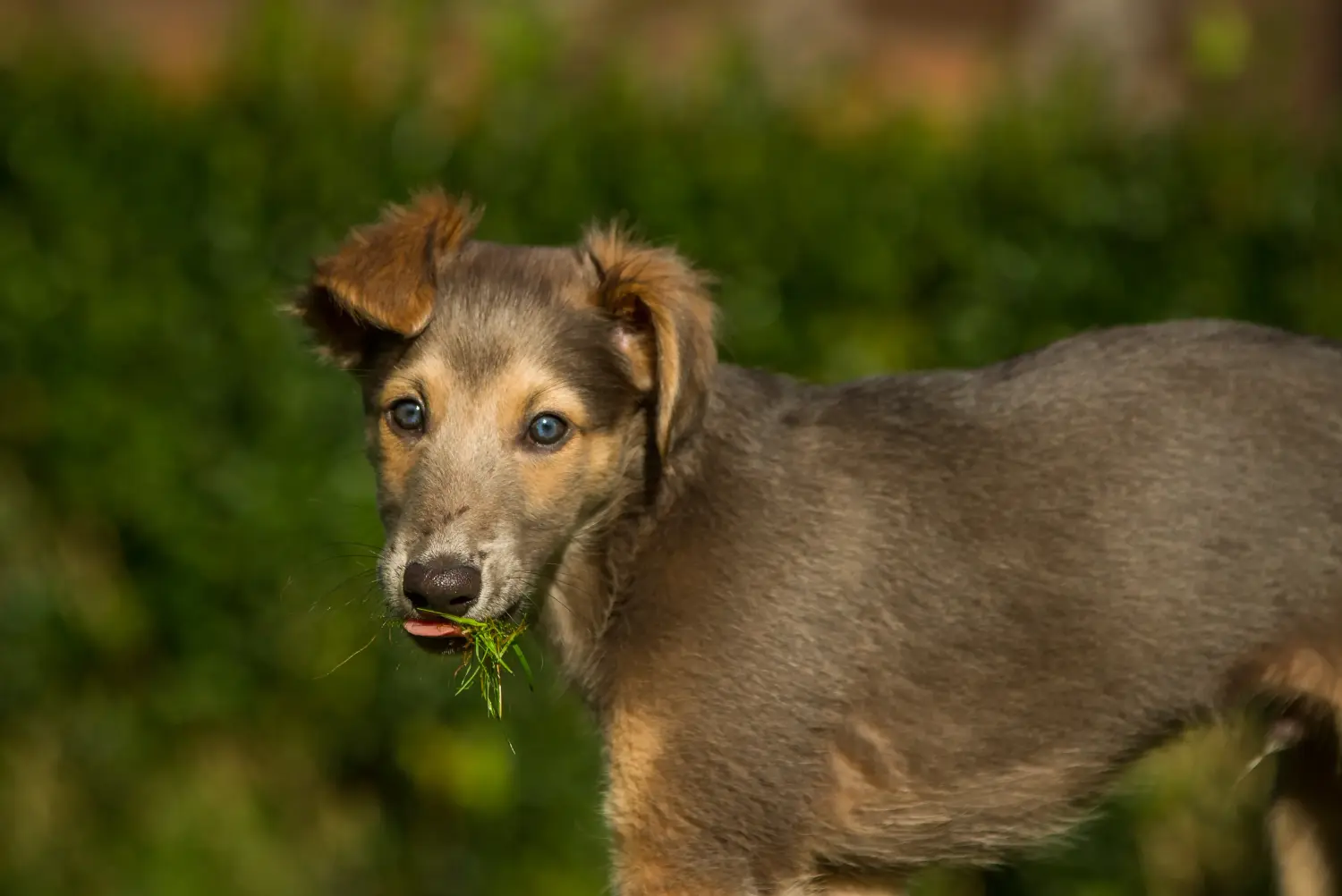 Een Silken Windsprite puppy kopen betekent verantwoordelijkheid nemen! Silken Windsprite puppy's kopen.